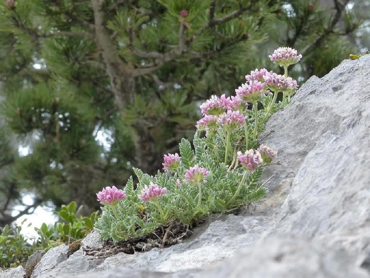 Anthyllis montana subsp. montana (Fabaceae)